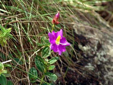 Bandarawela,_World`s_End,_DSC07010B_H600